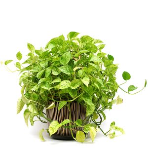 Pothos