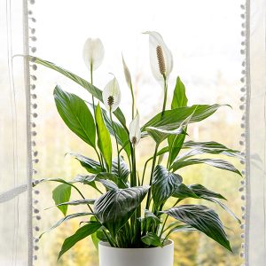 Peace Lily