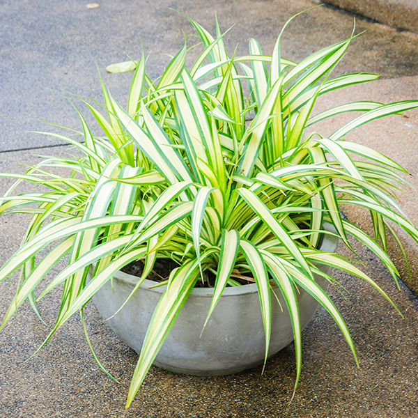 Spider Plant