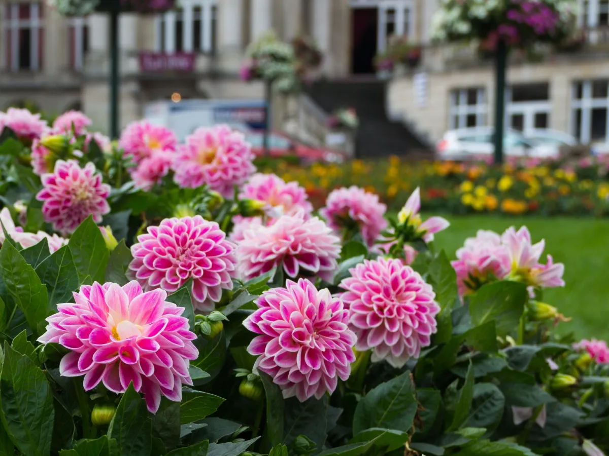 Succulent Care 101: Tips for Happy, Healthy Plants