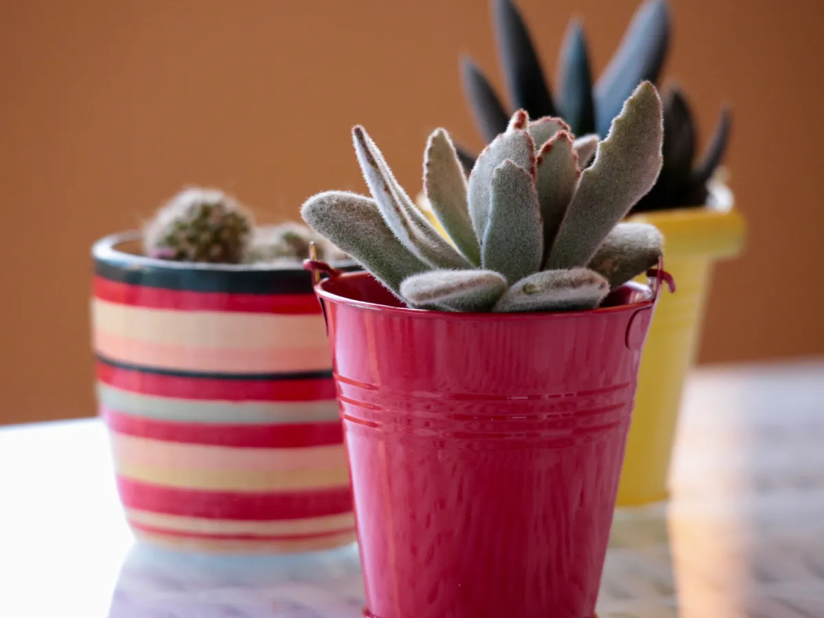 The Benefits of Adding Greenery to Your Workspace