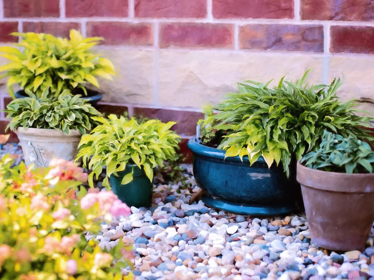 10 Flowering Plants to Brighten Up Your Home