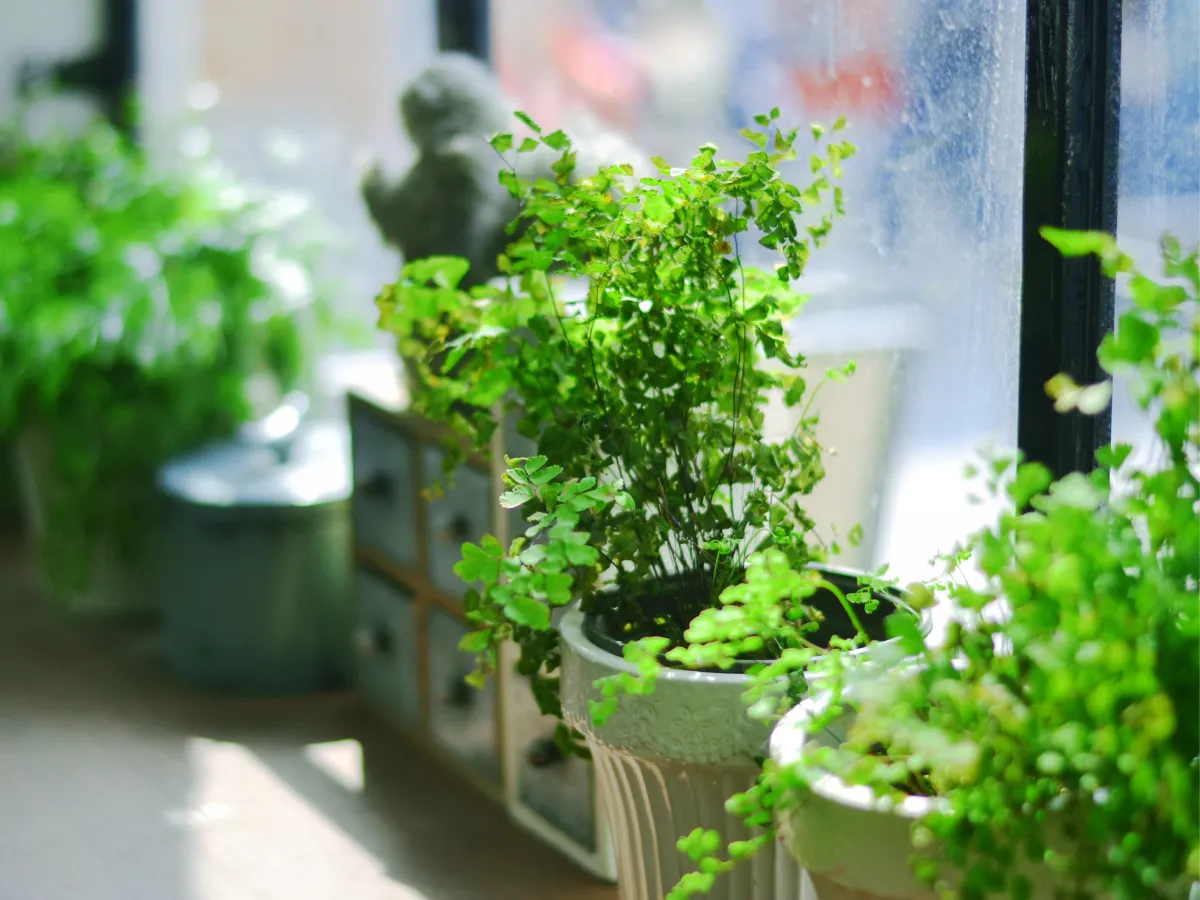 How to Repot Your Plants Without Stressing Them