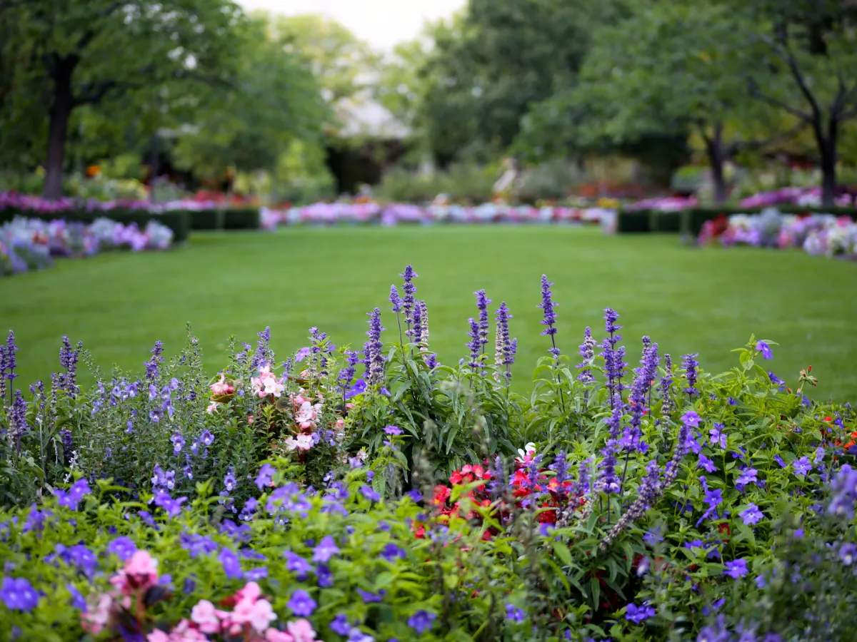 Best Plants to Purify Your Home’s Air